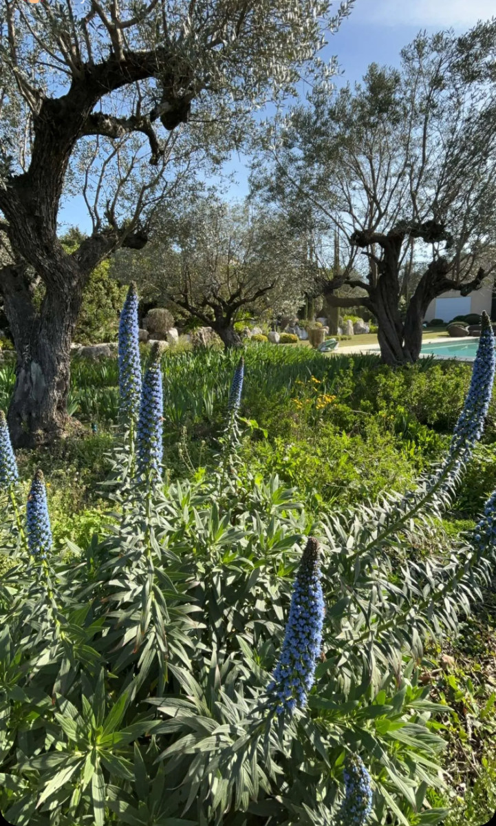 JARDIN MÉDITERRANÉEN